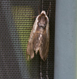 Ligustersvrmare - Privet Hawk-moth (Sphinx ligustri)