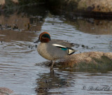 Kricka - Eurasian Teal (Anas crecca)
