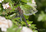 Tidig mosaikslnda - Hairy Dragonfly (Brachytron pratense)