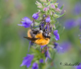Åkerhumla - Common carder bumblebee (Bombus pascuorum)