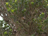 Brokig kardinal - Rose-breasted Grosbeak (Pheucticus ludovicianus)