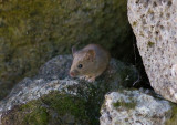 Mus - House mouse (Musculus domesticus)