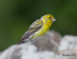 Kanariesiska - Atlantic Canary (Serinus canaria)