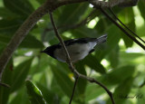 Blryggad skogssngare - Black-throated Blue Warbler (Setophaga caerulescens)