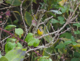 Gulhake - Common Yellowthroat (Geothlypis trichas)