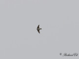 Stensvala - American Cliff Swallow (Petrochelidon pyrrhonata)