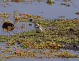 Flikstrandpipare - Semipalmated Plover (Charadrius semipalmatus)