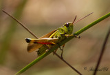 Krrgrshoppa - Large Marsh Grasshopper (Mecostethus grossus)
