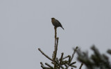 Tallbit - Pine Grosbeak (Pinicola enucleator)