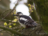 Strre hackspett - Great Spotted Woodpecker (Dendrocopos major)