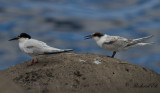 Rosentrna - Roseate Tern (Sterna dougallii)