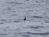 Swinhoes stormsvala - Swinhoes storm petrel (Oceanodroma monorhis)