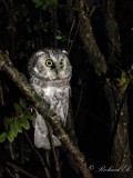 Prluggla - Boreal Owl (Aegolius funereus)