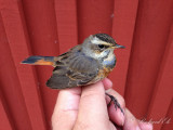 Blhake - Bluethroat (Luscinia svecica)