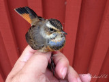 Blhake - Bluethroat (Luscinia svecica)