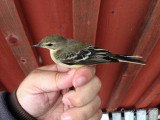 Gulrla - Yellow Wagtail (Motacilla flava)