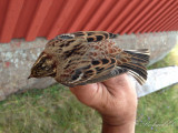 Videsparv - Rustic Bunting (Emberiza rustica)