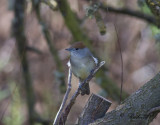 Svarthtta - Blackcap (Sylvia atricapilla gularis)