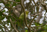 Kanadavireo - Philadelphia Vireo (Vireo philadelphicus)