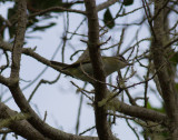 Rödögd Vireo - Red-eyed Vireo (Vireo olivaceus)