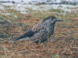 Ntkrka - Spotted Nutcracker (Nucifraga caryocatactes)