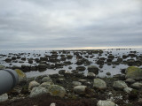 Spotted Sandpiper - mission