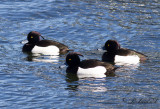 Vigg - Tufted Duck (Aythya fuligula)