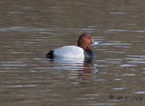 Brunand - Common Pochard (Aythya ferina)