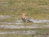 Hrfgel - Eurasian hoopoe (Upupa epops)