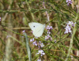 Butterfly sp.