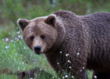Brunbjörn - Brown Bear (Ursus arctos)