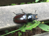 Ekoxe - Stag beetle (Lucanus cervus)