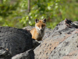 Rödräv - Red Fox (Vulpes vulpes)