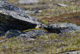 Fjällämmel - Norwegian lemming (Lemmus lemmus)
