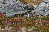 Fjllmmel - Norwegian lemming (Lemmus lemmus)