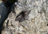 Svartgrå fjällmätare - Black Mountain Moth (Glacies coracina)