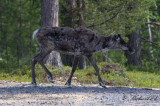 Ren - Reindeer (Rangifer tarandus)