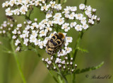 Humlebagge - Bee Beetle (Trichius fasciatus)