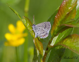 Violett blvinge - Cranberry blue (Vacciniina optilete)