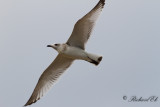 Svarthuvad ms - Mediterranean gull (Ichthyaetus melanocephalus)