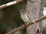 Rödögd Vireo - Red-eyed Vireo (Vireo olivaceus)