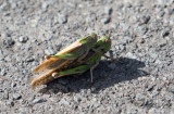 Europeisk vandringsgrshoppa - Migratory Locust (Locusta migratoria)