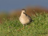 Prrielpare - Buff-breasted Sandpiper (Tryngites subruficollis)