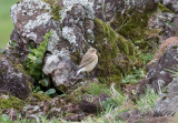 Stenskvtta - Northern Wheatear (Oenanthe oenanthe leucorhoa)