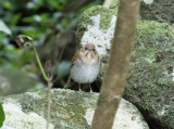 Rostskogstrast - Veery (Catharus fuscescens)