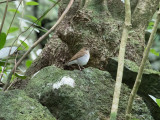 Rostskogstrast - Veery (Catharus fuscescens)