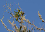 Forsrla - Grey Wagtail (Motacilla cinerea patriciae)