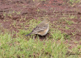 Hedpiplärka - Buff-bellied pipit (Anthus rubescens rubescens)