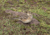 Amerikansk piplrka - Buff-bellied pipit (Anthus rubescens)