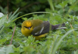 Blvingad skogssngare - Blue-winged Warbler (Vermivora pinus)